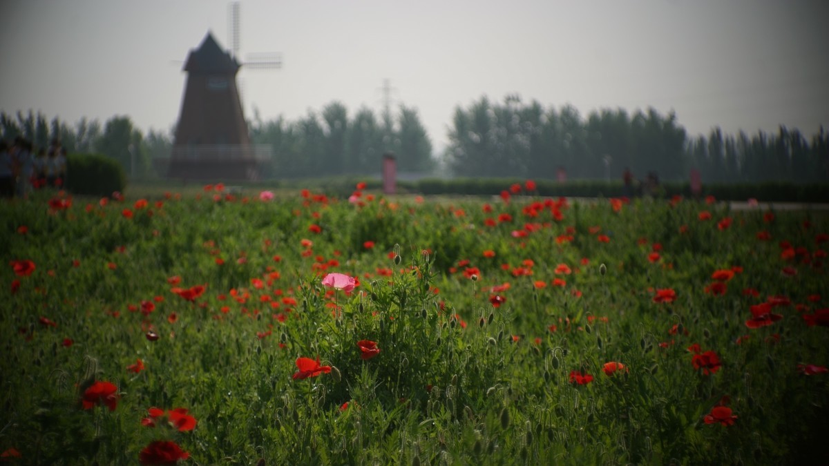 君乐宝牧场虞美人