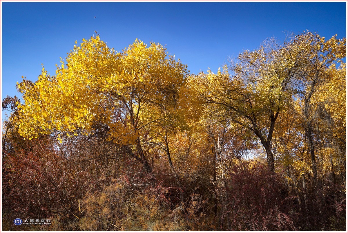 2024-（215）泽普金胡杨林公园（十一）