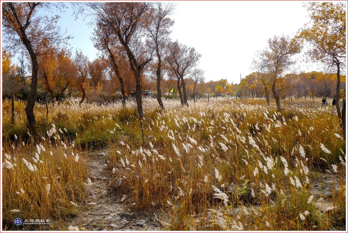 2024-（215）泽普金胡杨林公园（十一）