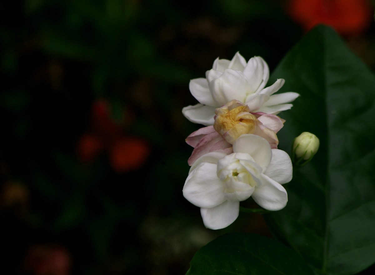 花花草草(五)