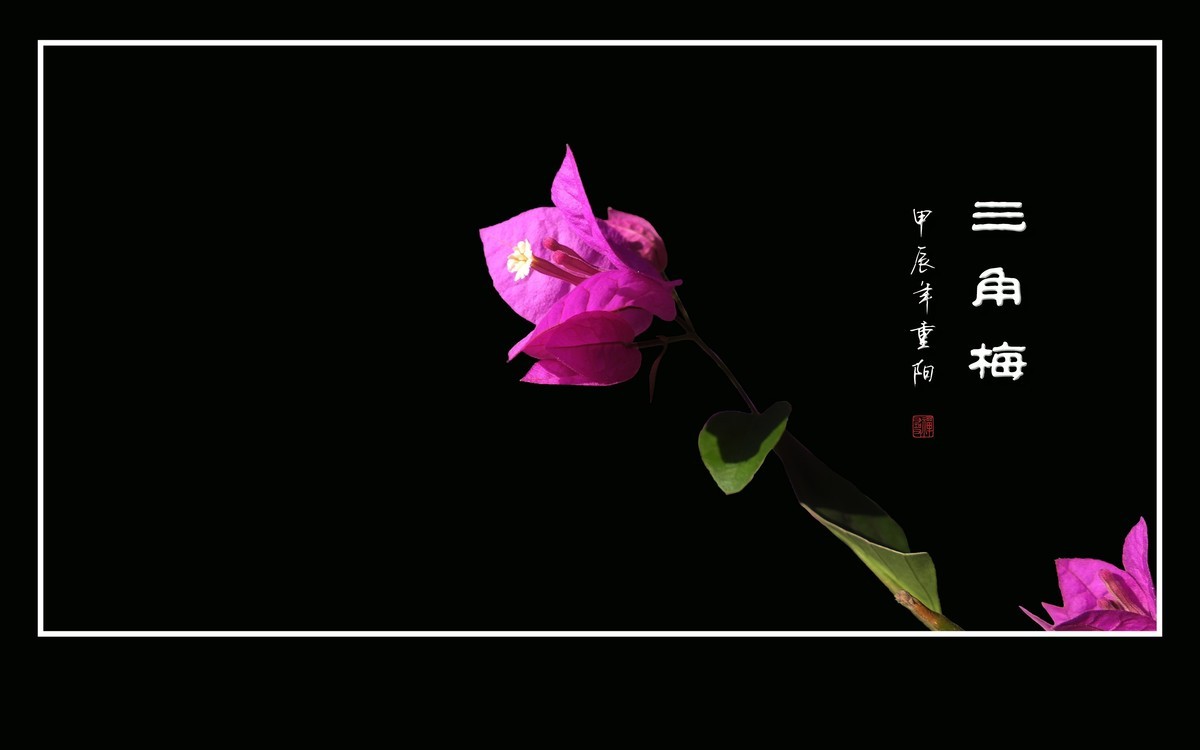 若紫气东来般的三角梅