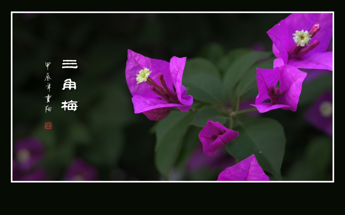 若紫气东来般的三角梅
