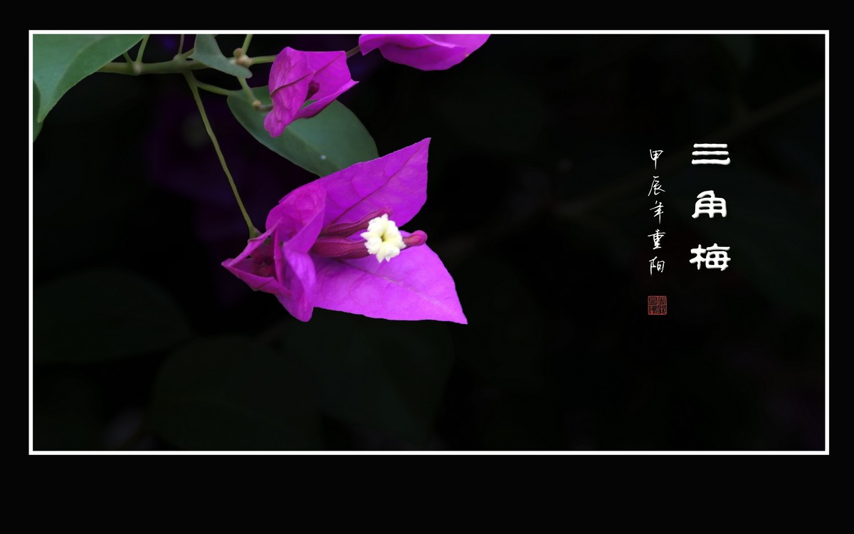 若紫气东来般的三角梅