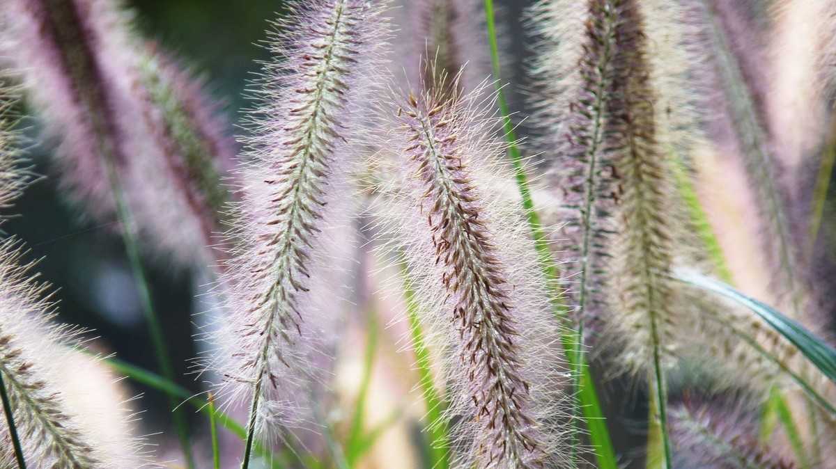 又拍狼尾草