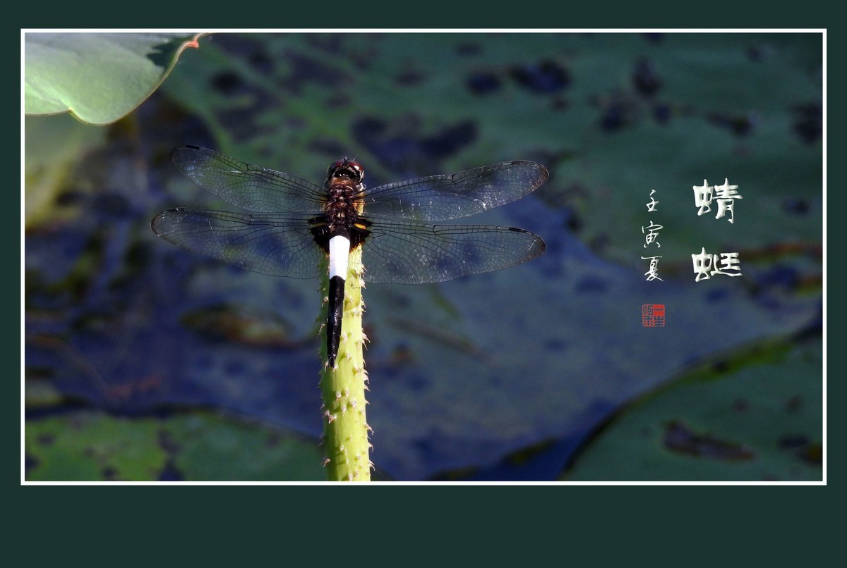 荷塘的小天使蜻蜓