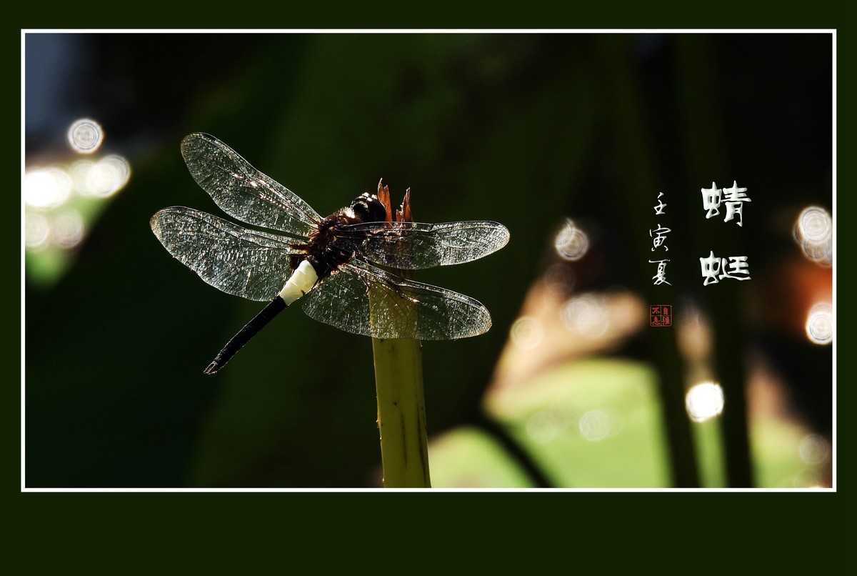 荷塘的小天使蜻蜓