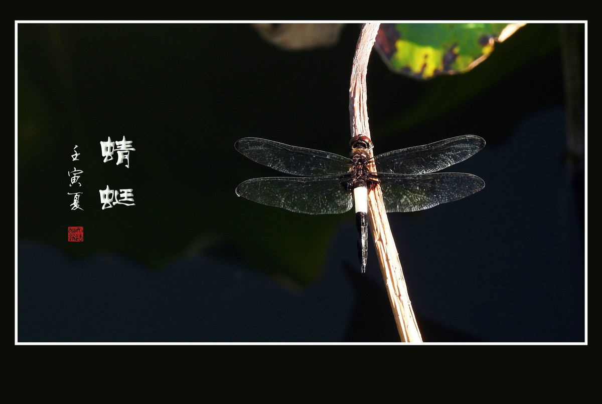 荷塘的小天使蜻蜓