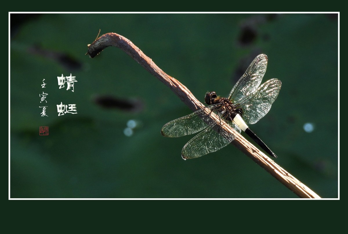 荷塘的小天使蜻蜓