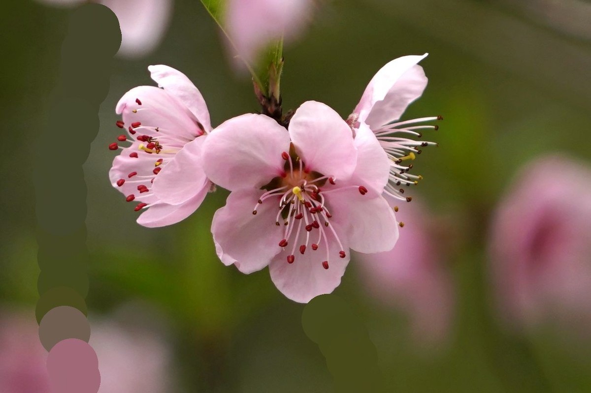 三月桃花如约开