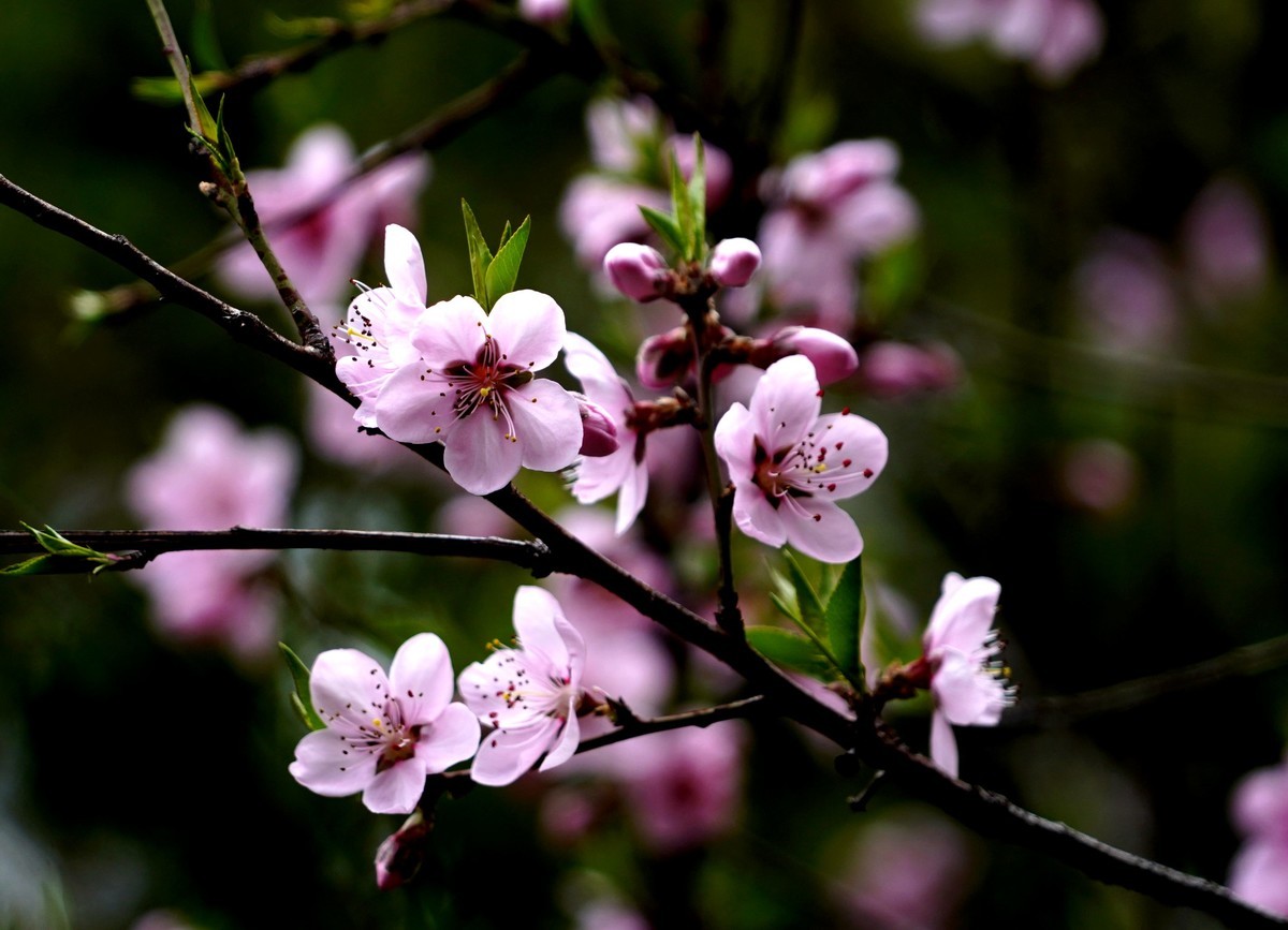 三月桃花如约开