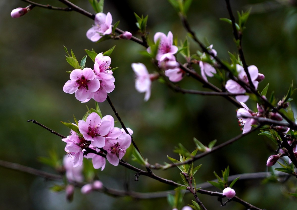 三月桃花如约开
