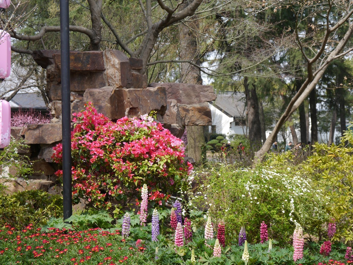 江南行之无锡篇--走进鼋头渚：鼋头渚的花（3）