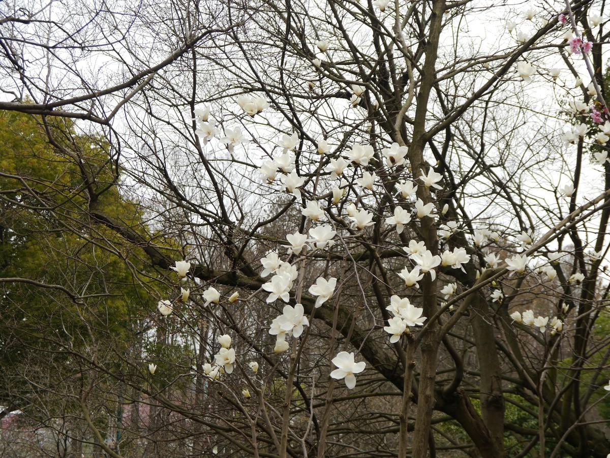 江南行之无锡篇--走进鼋头渚：鼋头渚的花（3）