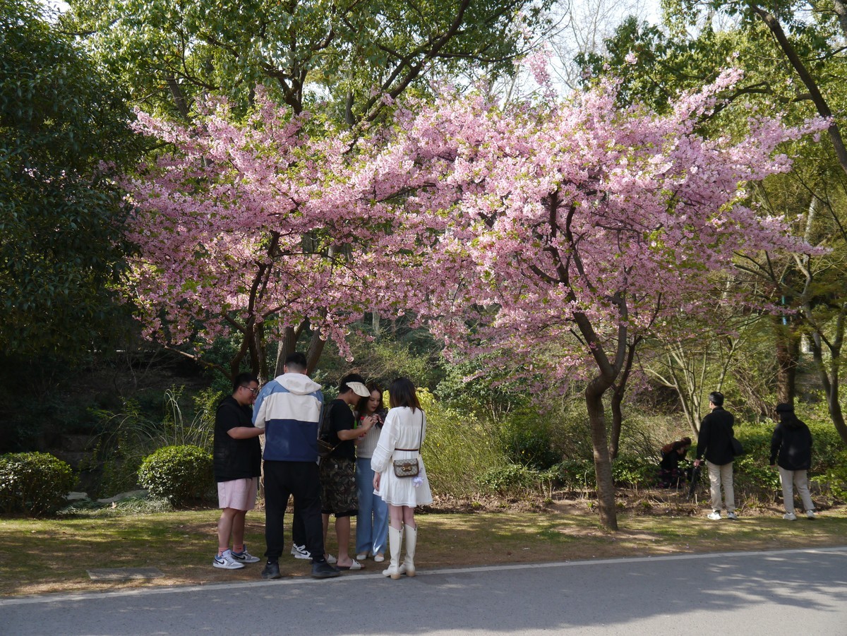 江南行之无锡篇--走进鼋头渚：鼋头渚的花（3）