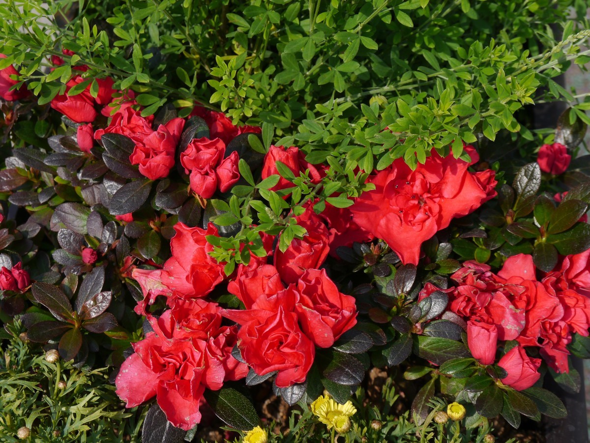 江南行之无锡篇--走进鼋头渚：鼋头渚的花（3）