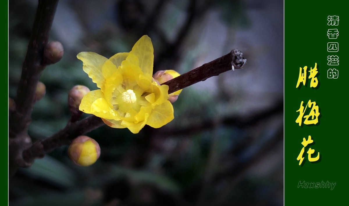 清香四溢的腊梅花（2024012）