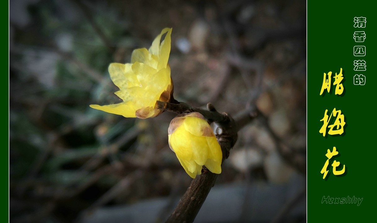 清香四溢的腊梅花（2024012）