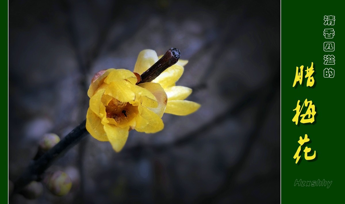 清香四溢的腊梅花（2024012）