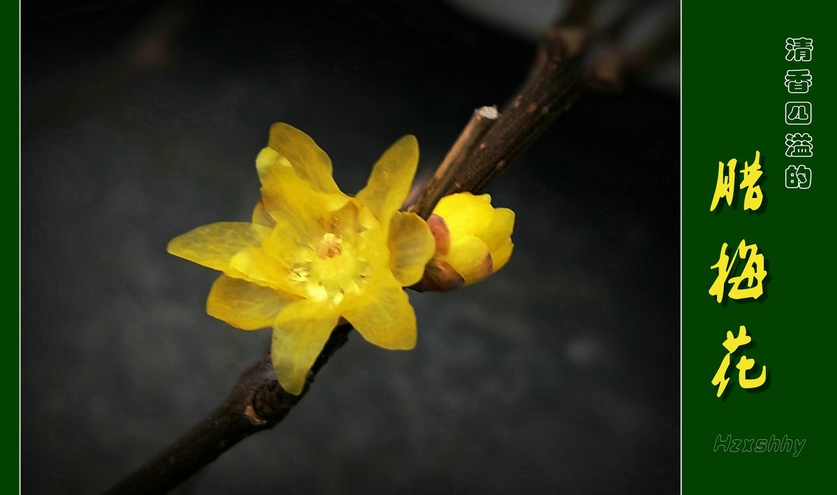 清香四溢的腊梅花（2024012）