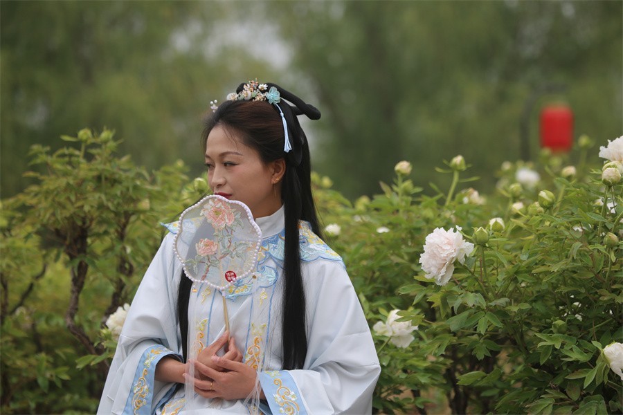 春天百花盛开唯有牡丹最精彩