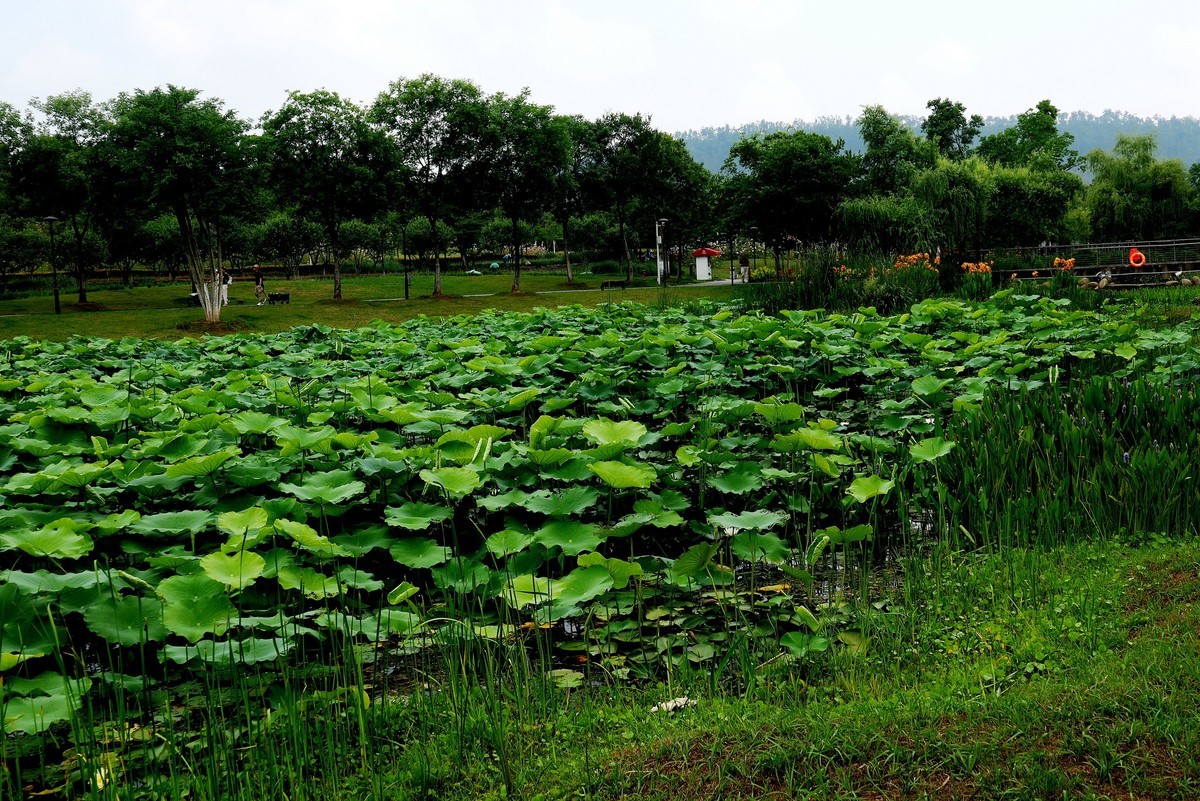武汉映像---武昌西苑公园风光！