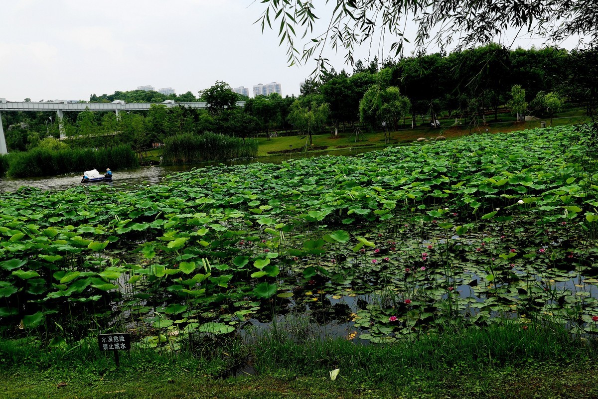 武汉映像---武昌西苑公园风光！