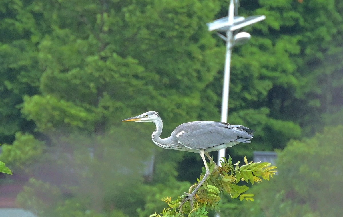 苍鹭