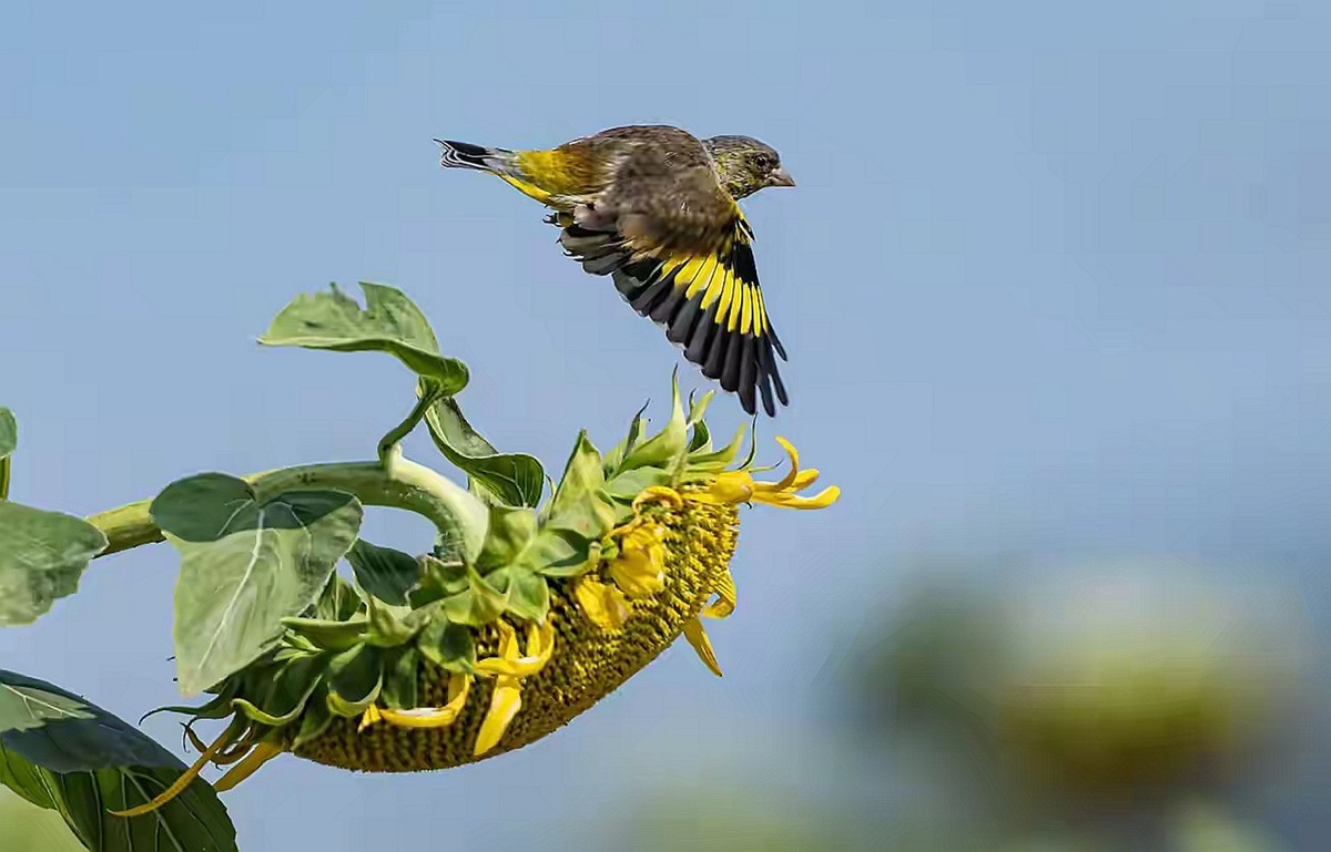 向日葵花海金翅雀--省植物园11