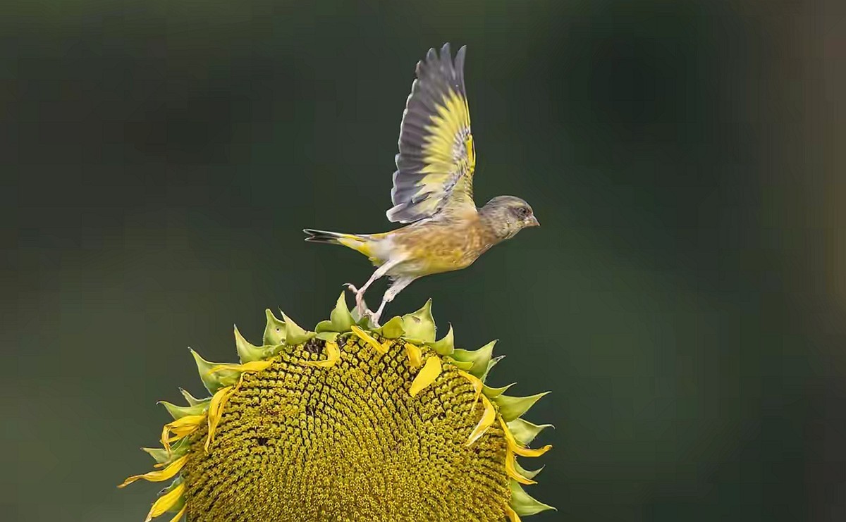向日葵花海金翅雀--省植物园11