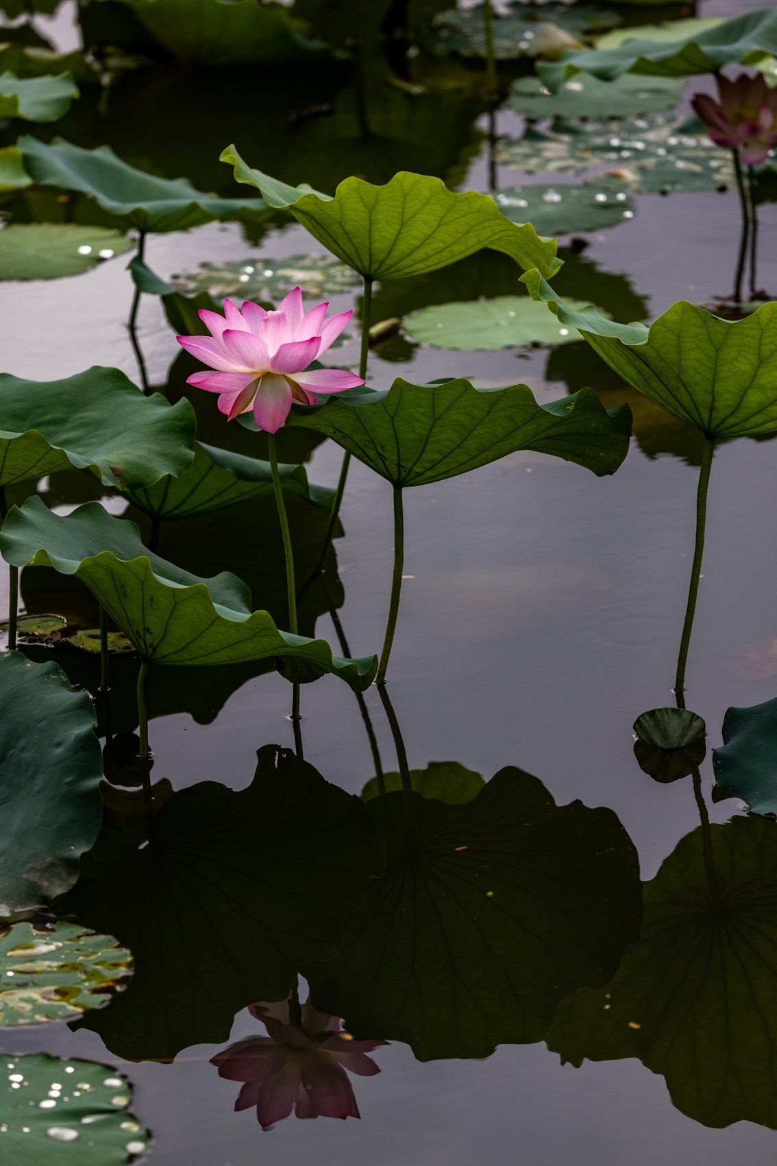 花枝招展（230）