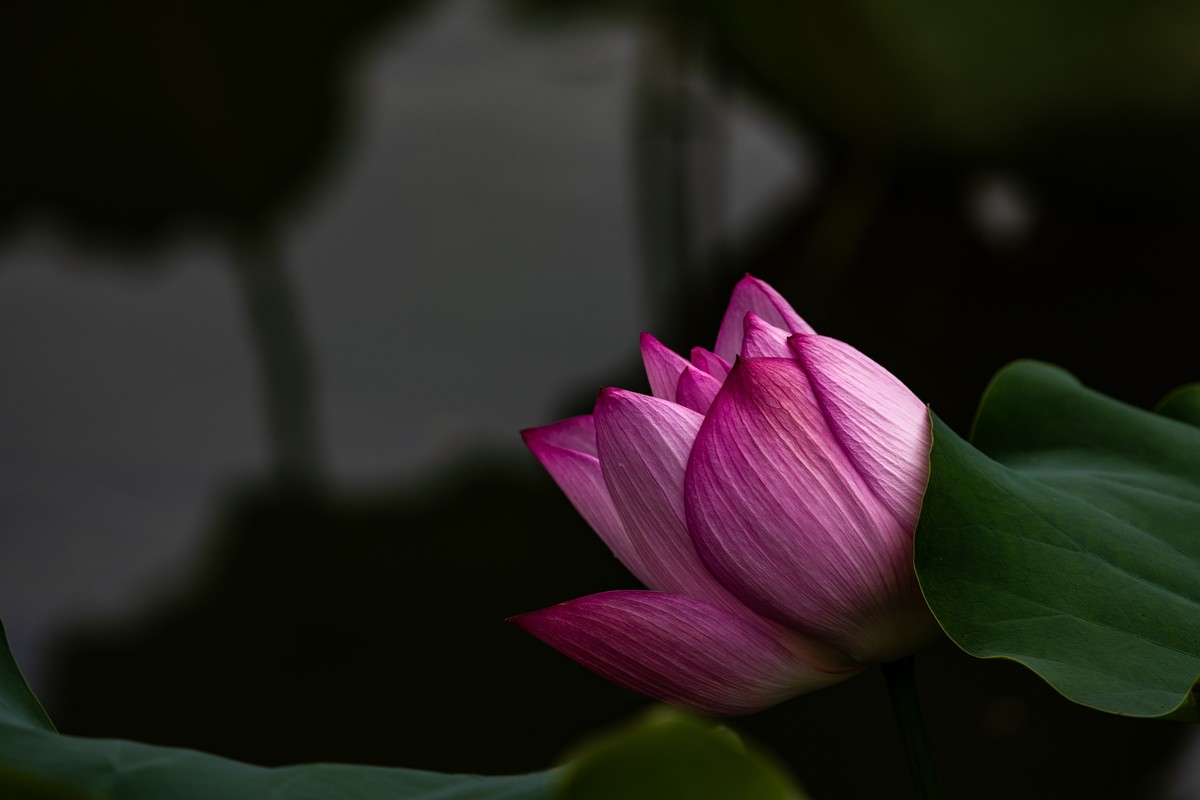 花枝招展（230）