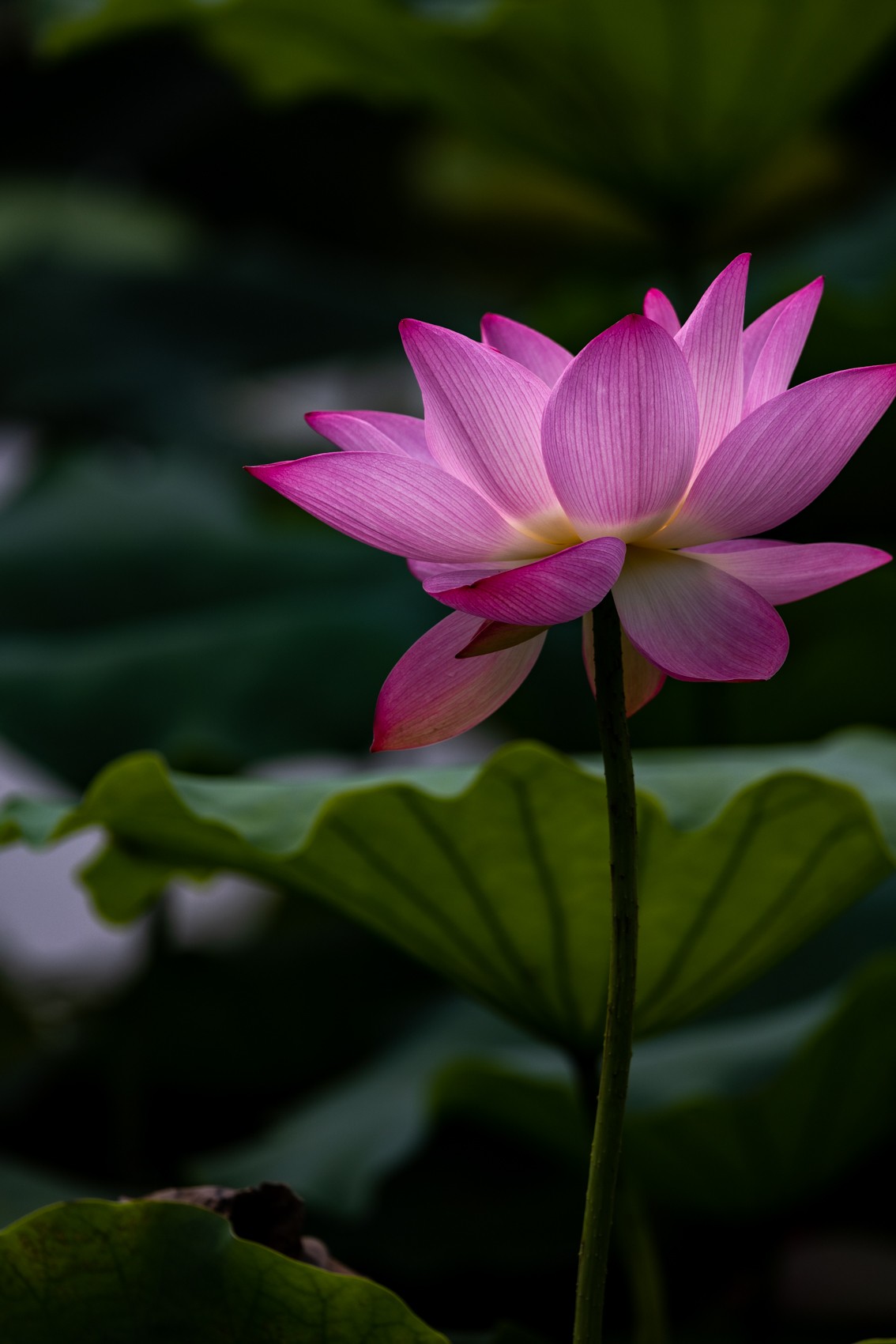 花枝招展（230）