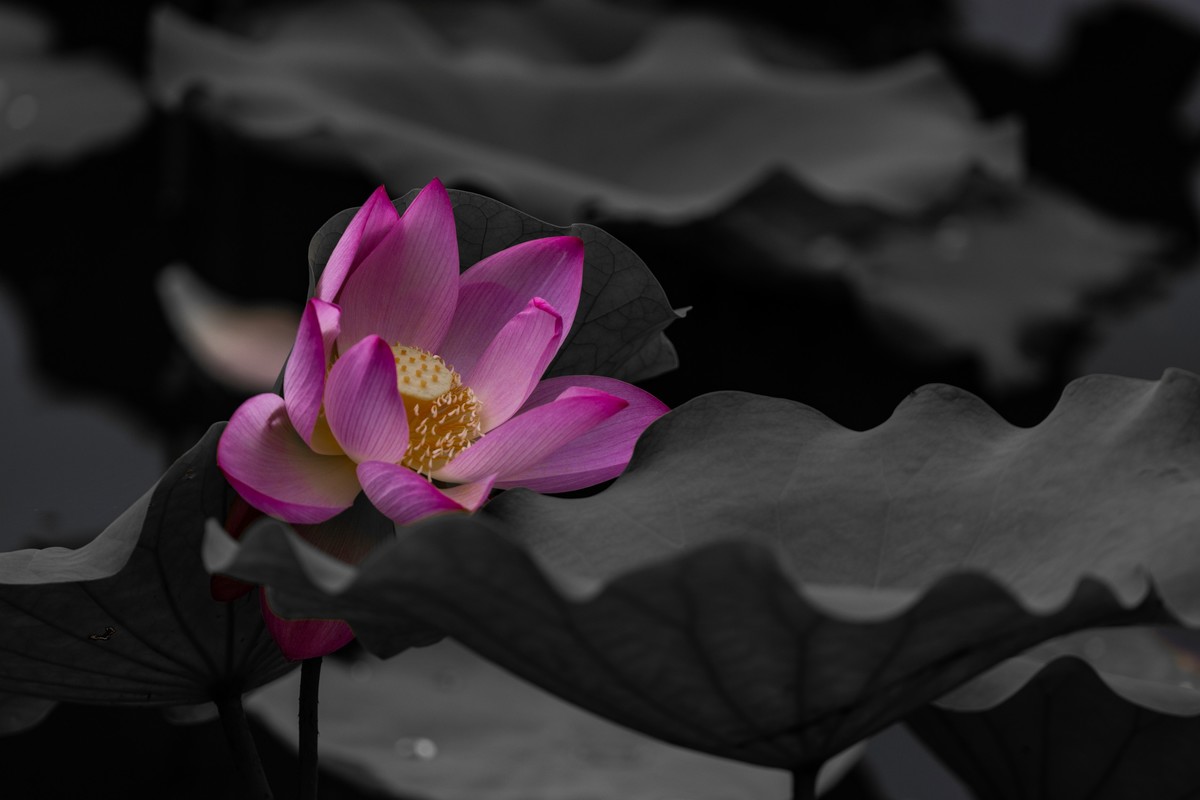 花枝招展（230）