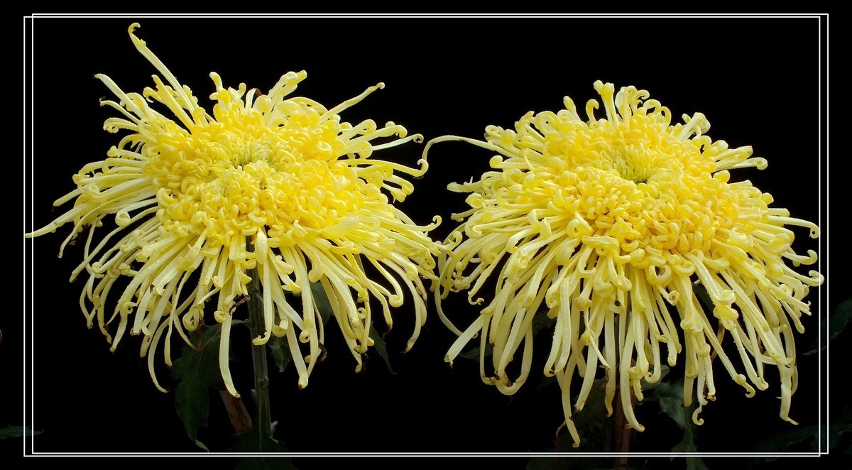 再见12024.第65届城菊会 (15)