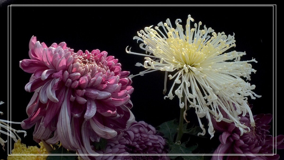 再见12024.第65届城菊会 (15)