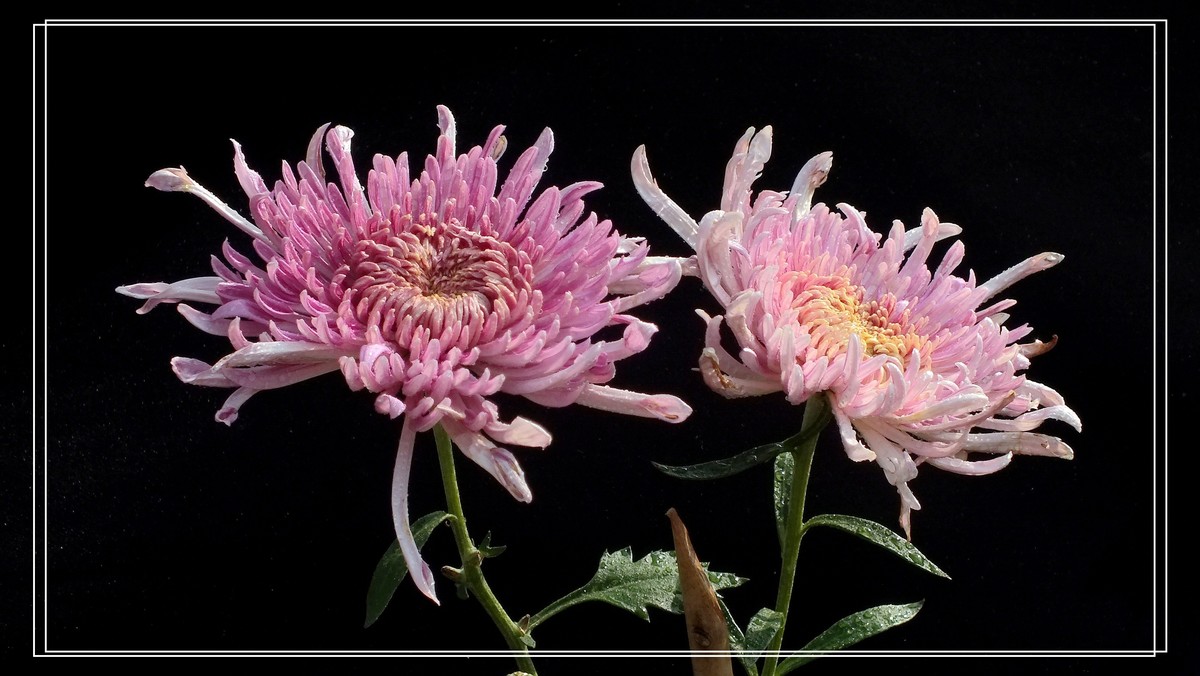 再见12024.第65届城菊会 (15)