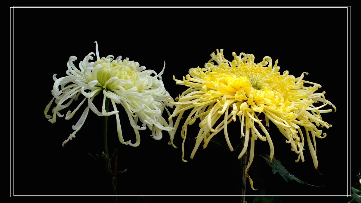 再见12024.第65届城菊会 (15)