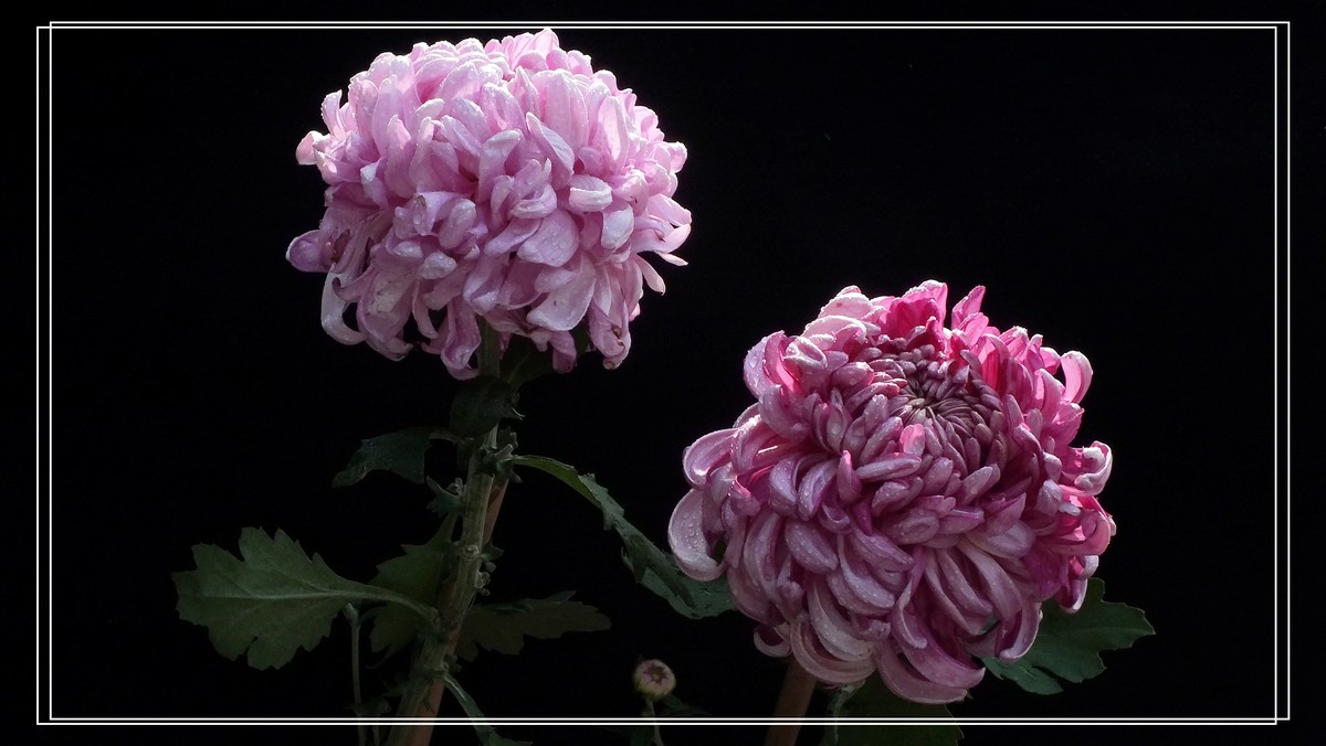 再见12024.第65届城菊会 (15)