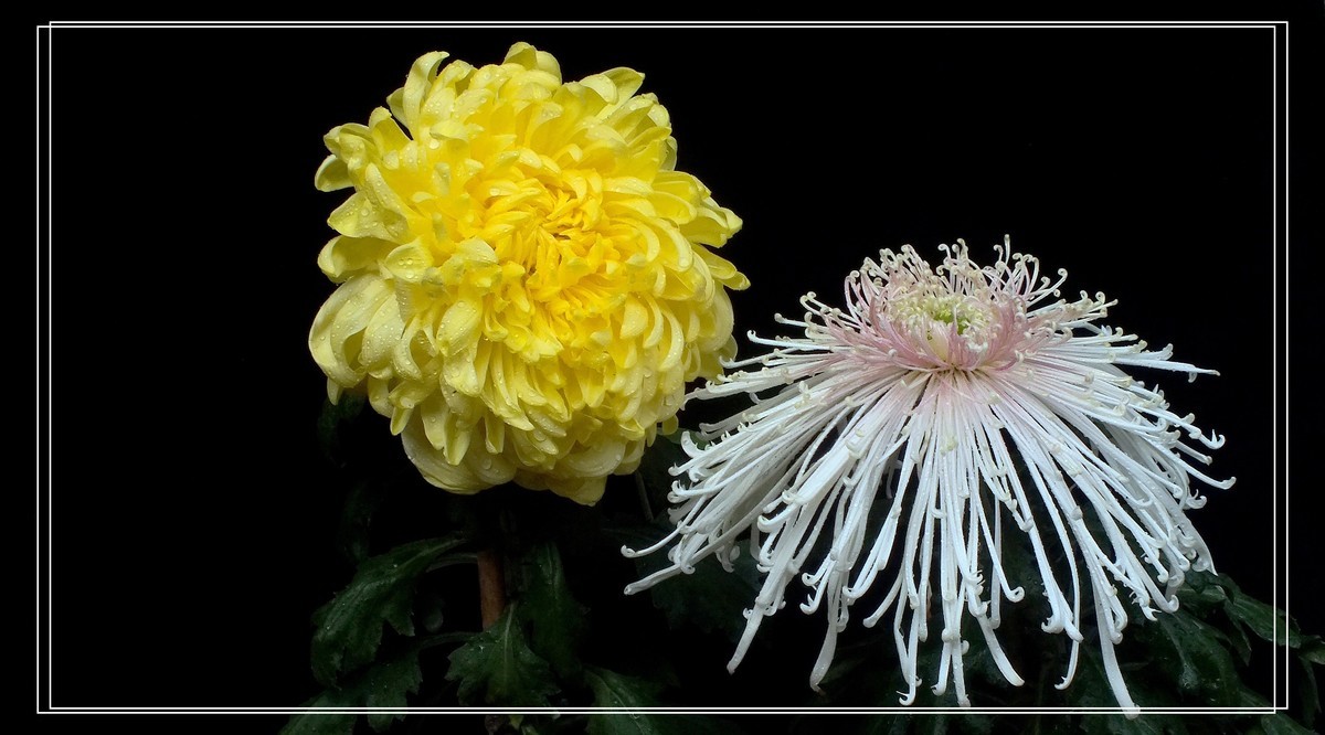 再见12024.第65届城菊会 (15)