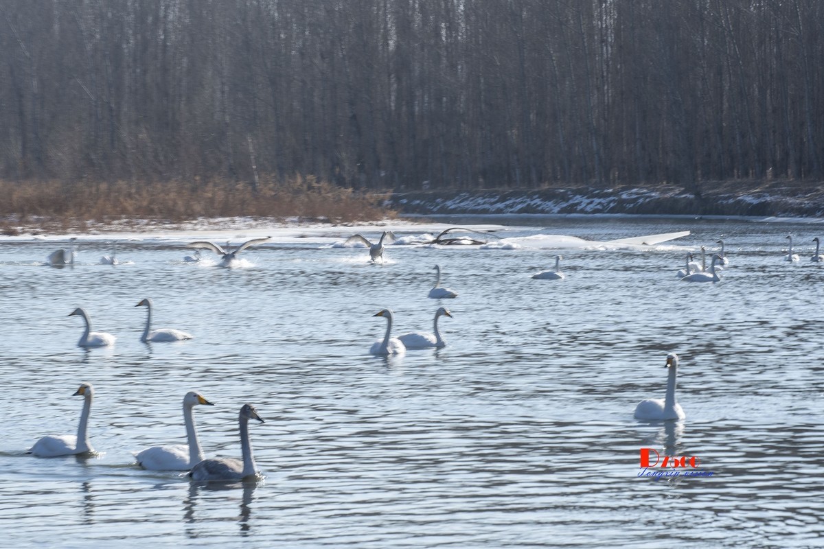 北票杨柳湾（51）