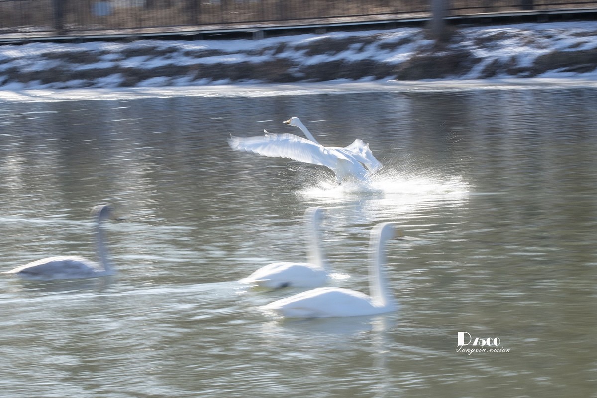 北票杨柳湾（51）