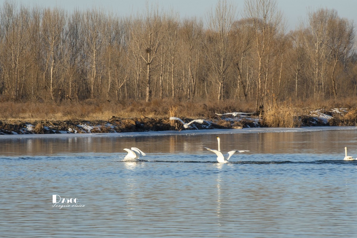北票杨柳湾（51）