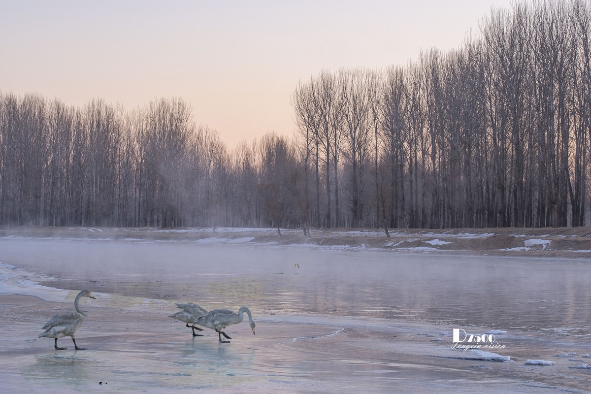 北票杨柳湾（51）
