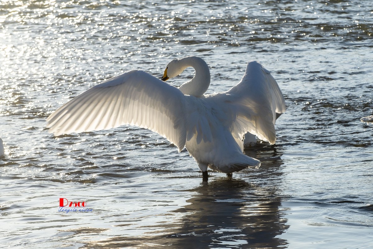 北票杨柳湾（51）