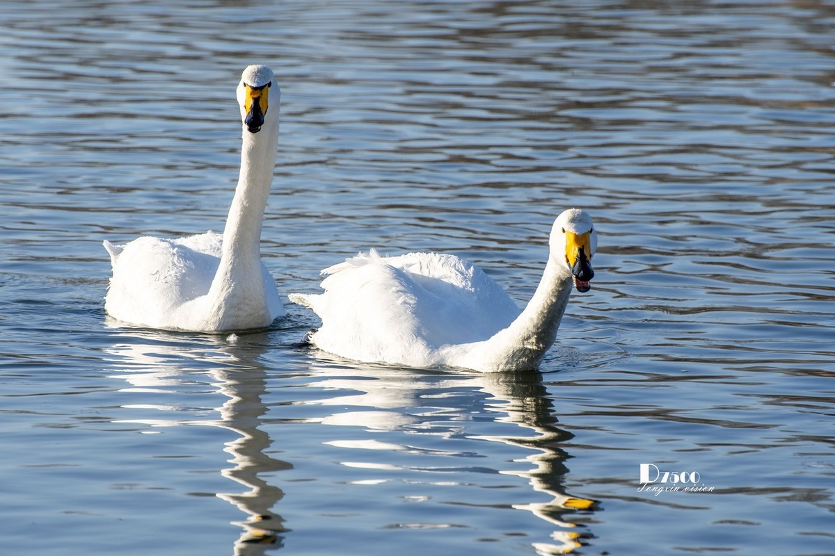 北票杨柳湾（51）
