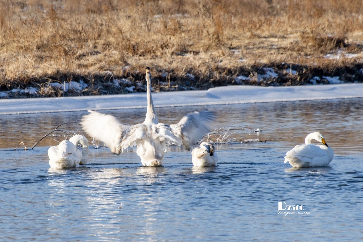 北票杨柳湾（51）
