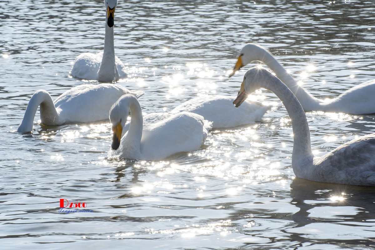 北票杨柳湾（51）
