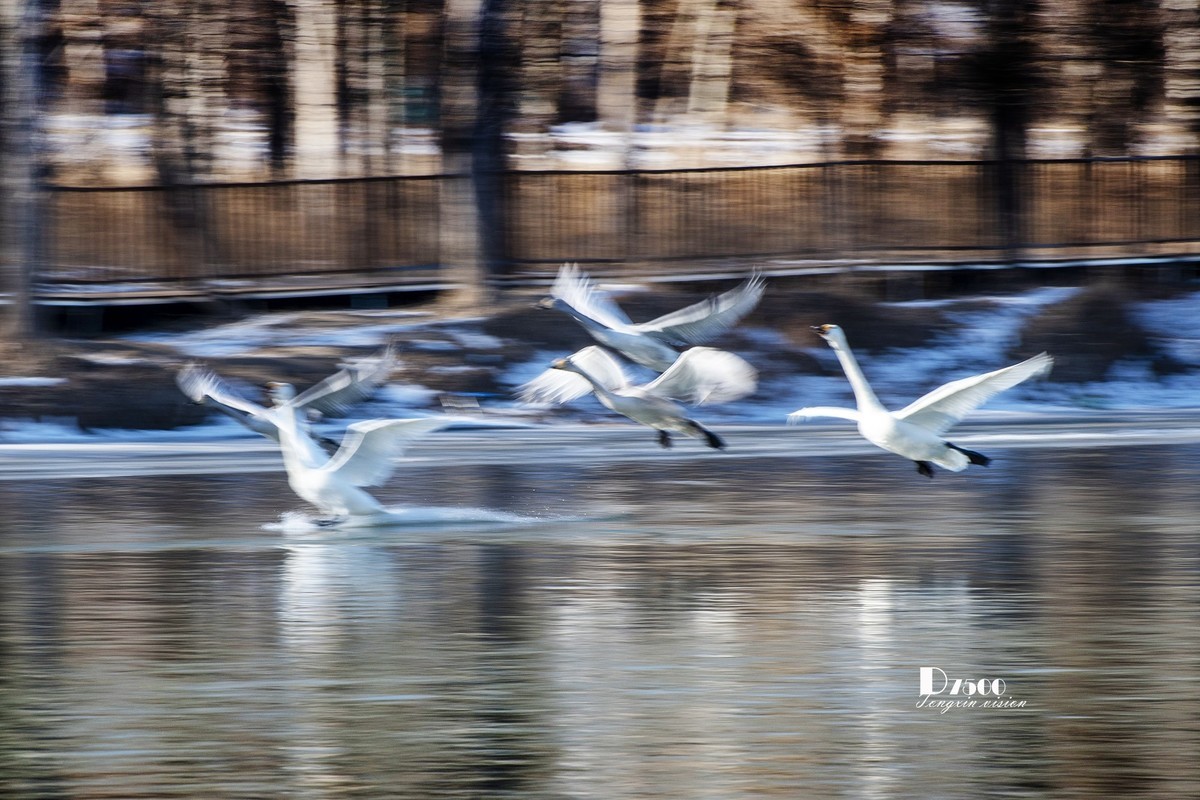 北票杨柳湾（51）