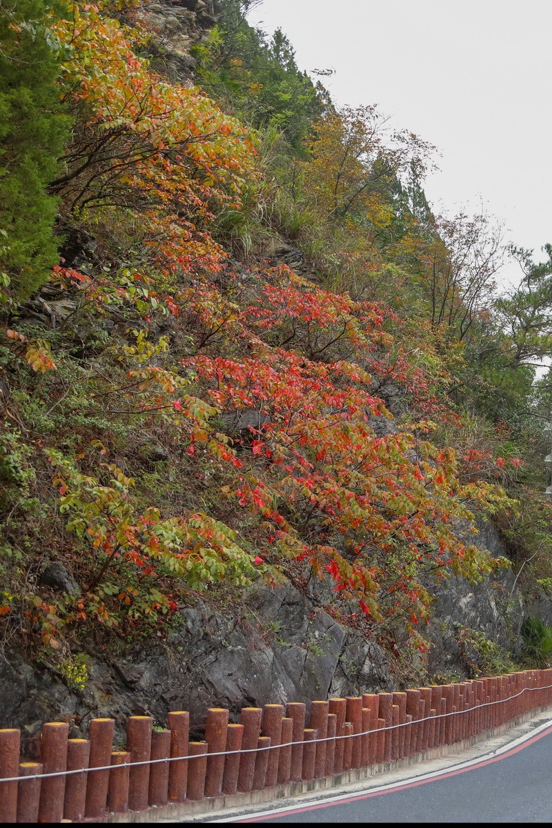 浙皖天路3------梅干岭