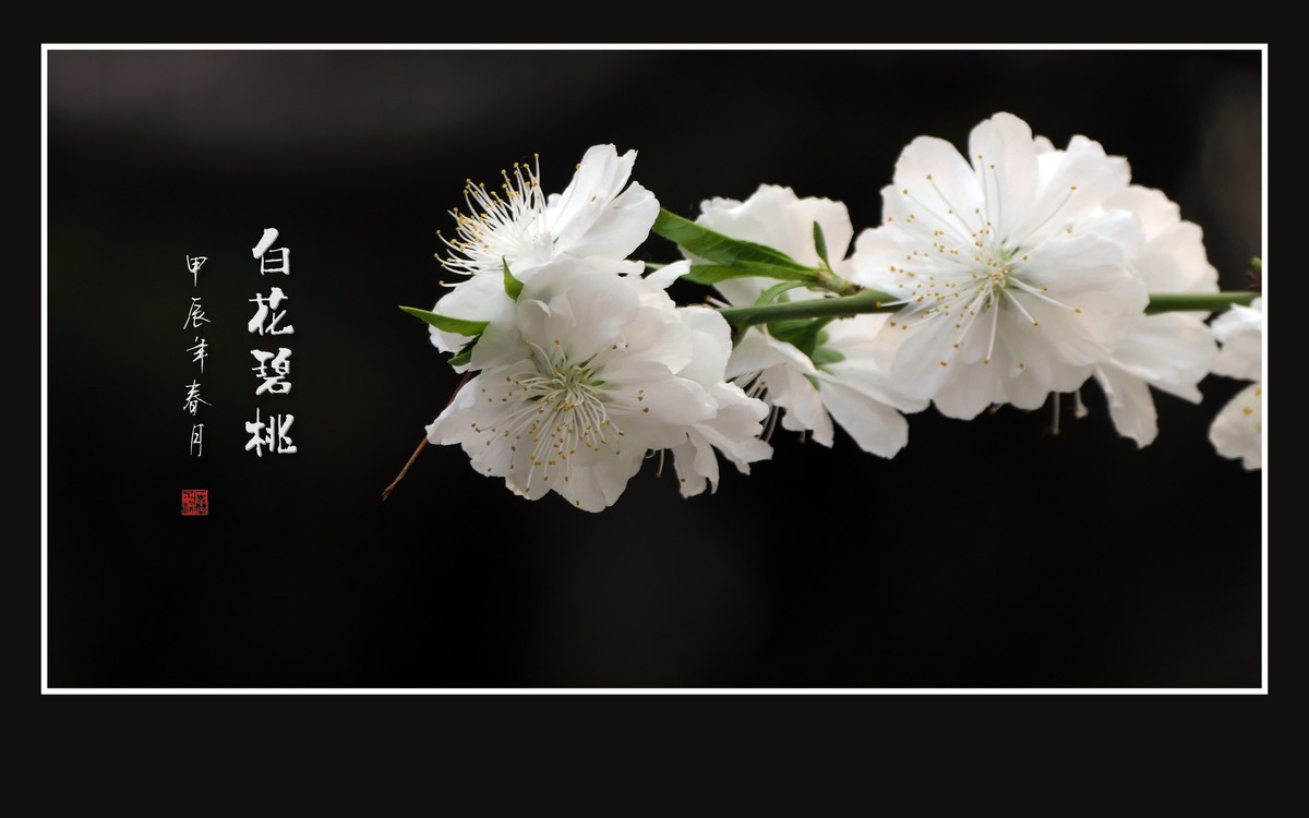 如冰似玉的白花碧桃